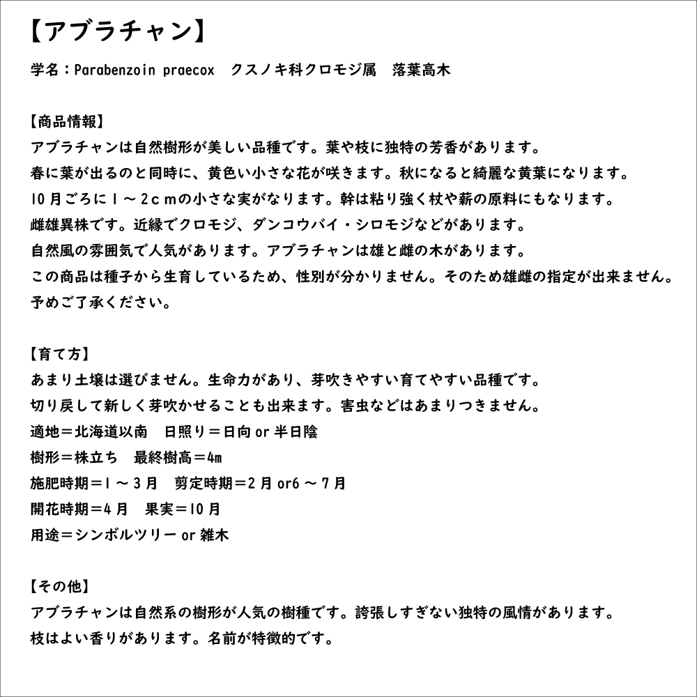 限定素材を使用 アブラチャン 株立ち 2.3m 露地 苗木 【W1765131196】 (11550円)