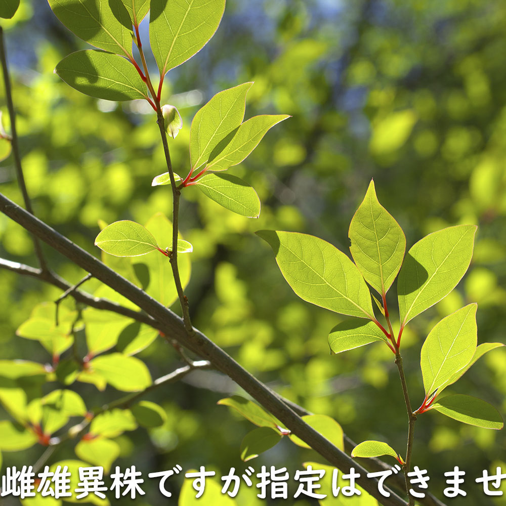 限定素材を使用 アブラチャン 株立ち 2.3m 露地 苗木 【W1765131196】 (11550円)