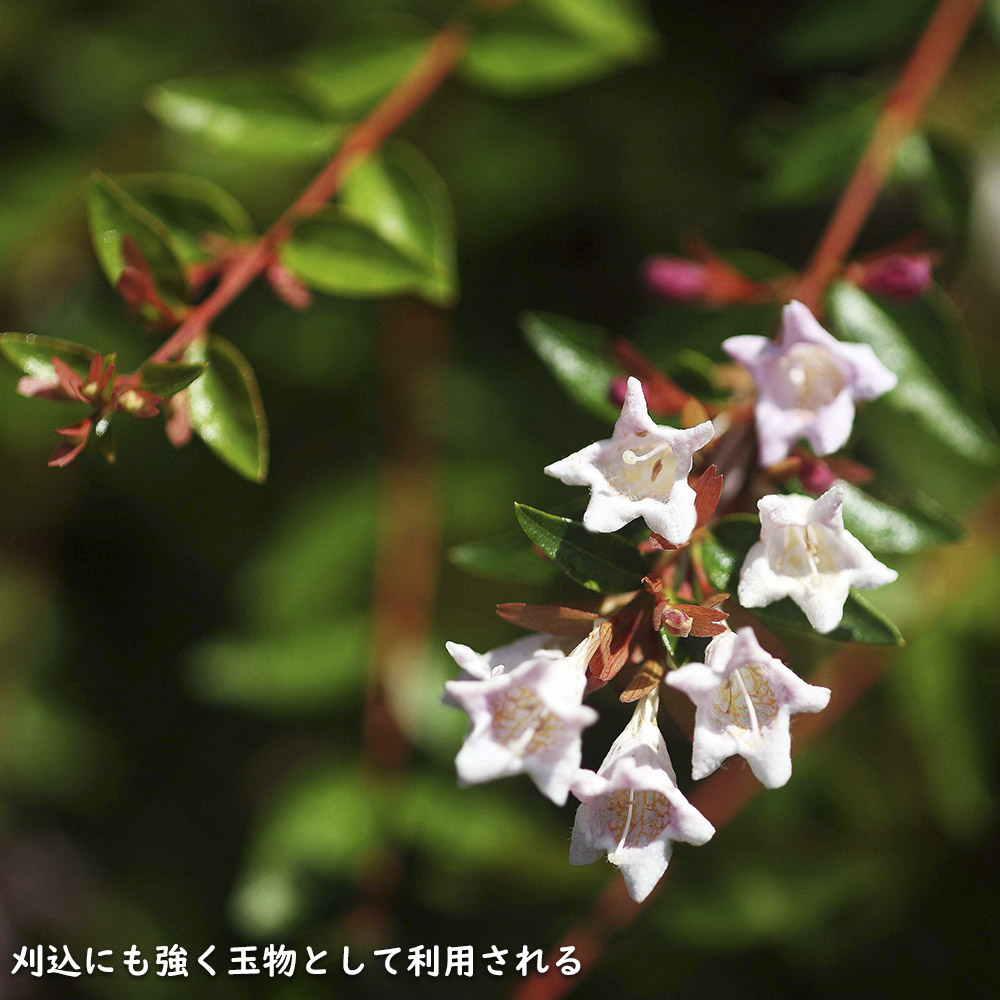 アベリア エドワードゴーチャ 0.2m 12cmポット 25個 苗 : トオヤマ