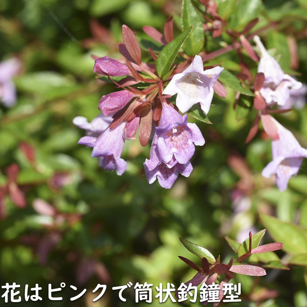 アベリア エドワードゴーチャ 0.2m 12cmポット 25個 苗 : トオヤマ