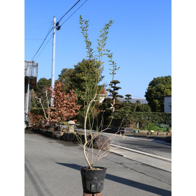 ウンナンオウバイ 1.5m 15cmポット 6個×2 苗木