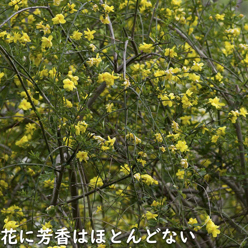 ウンナンオウバイ 1.7m 露地 苗木 : 103017 : トオヤマグリーン - 通販