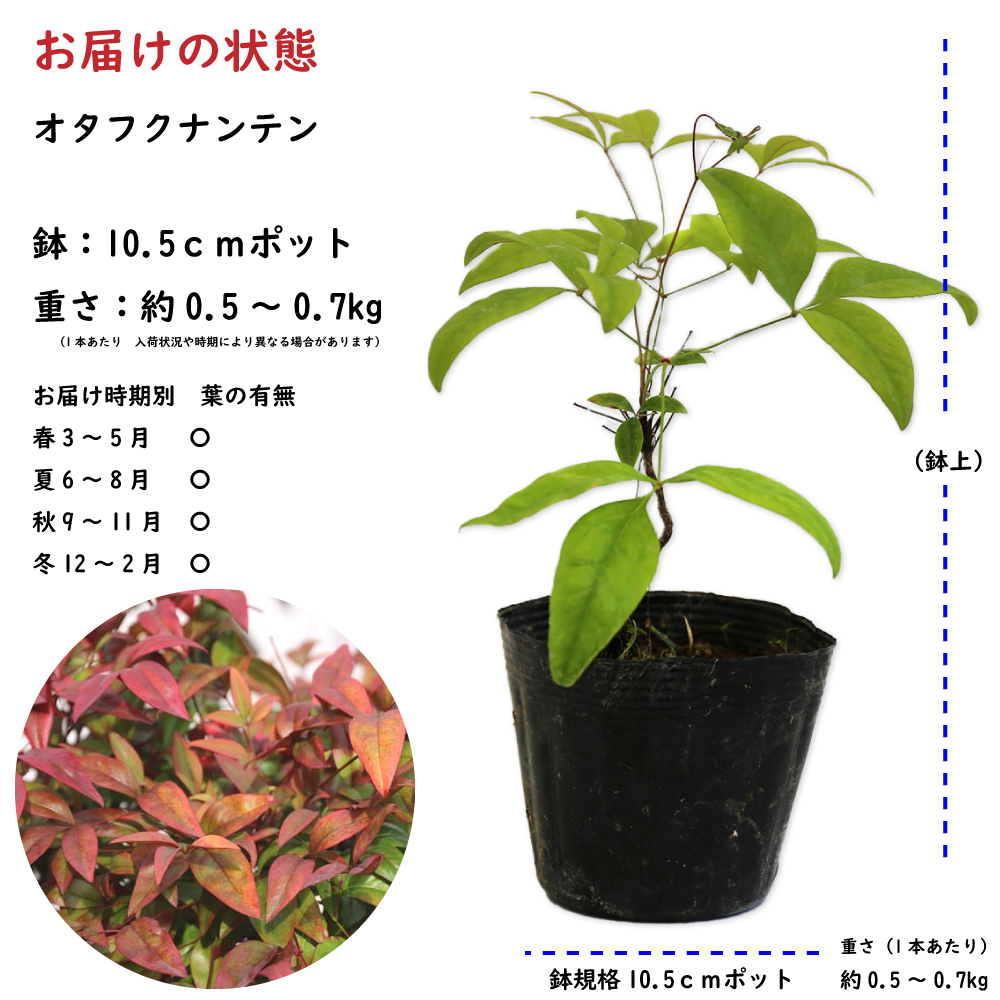 日本製日本製オタフクナンテン 10.5cmポット 苗 常緑樹 | www