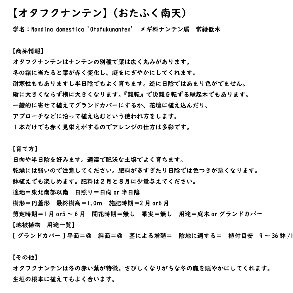 オタフクナンテン 7.5cmポット 苗｜green-netbox｜08