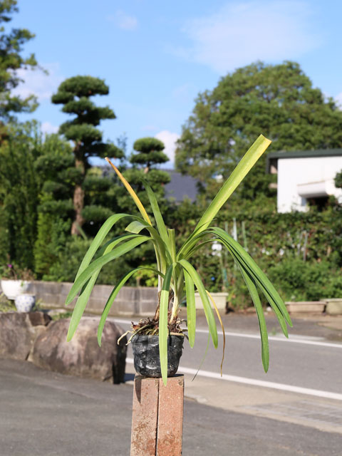 アガパンサス 10.5cmポット 25個 苗 : トオヤマグリーン - 通販