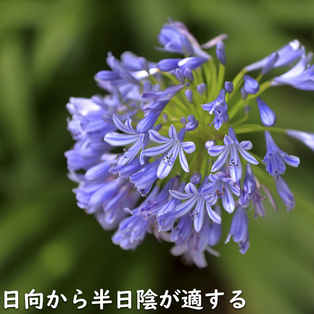 アガパンサス　　各種 アガパンサス 10.5cmポット 25個 苗 : トオヤマグリーン - 通販