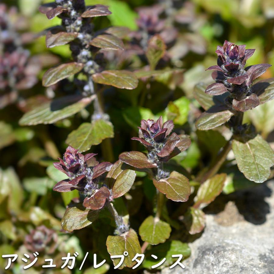 アジュガ レプタンス 9.0cmポット 40個 苗 グランドカバー、下草 アジュガ レプタンス 9.0cmポット 40個 苗 グランドカバー、下草