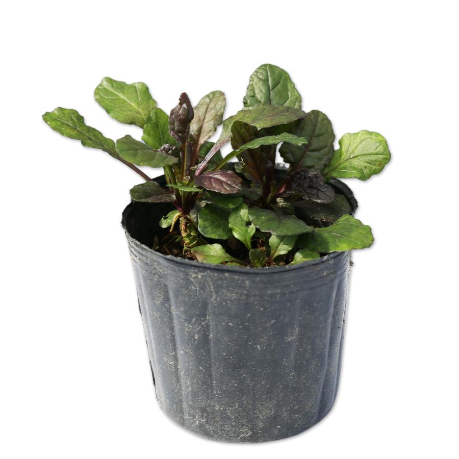 新入荷 アジュガ レプタンス 9.0cmポット 40個 苗 【1529779003】(10010円)