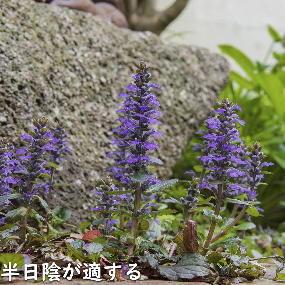 アジュガ 苗 ネコポスいっぱい!! アジュガ ネコポス一杯 - メルカリ