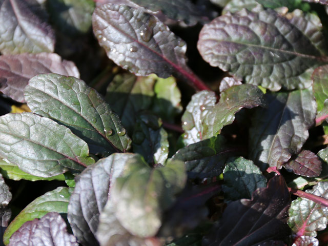 アジュガ レプタンス 9.0cmポット 40個 苗 グランドカバー、下草 アジュガ レプタンス 9.0cmポット 40個 苗 グランドカバー、下草