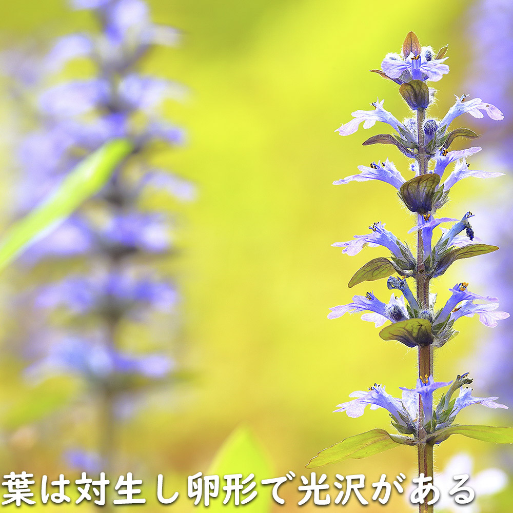 新入荷 アジュガ レプタンス 9.0cmポット 40個 苗 【1529779003】(10010円)