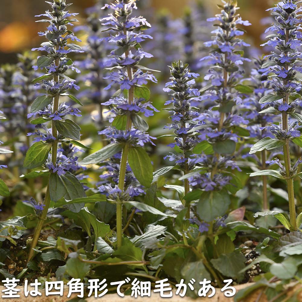 新入荷 アジュガ レプタンス 9.0cmポット 40個 苗 【1529779003】(10010円)