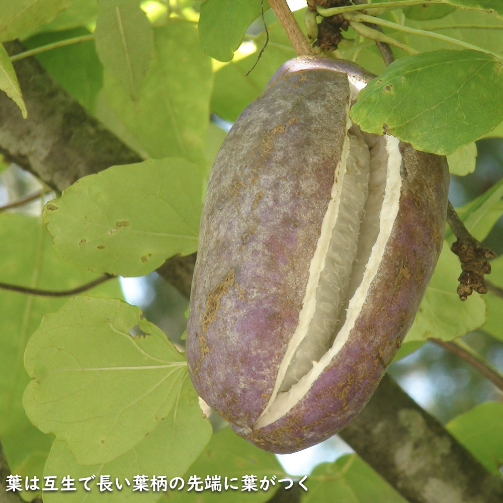 アケビ (品種指定不可) 9cmポット 苗 関連画像3