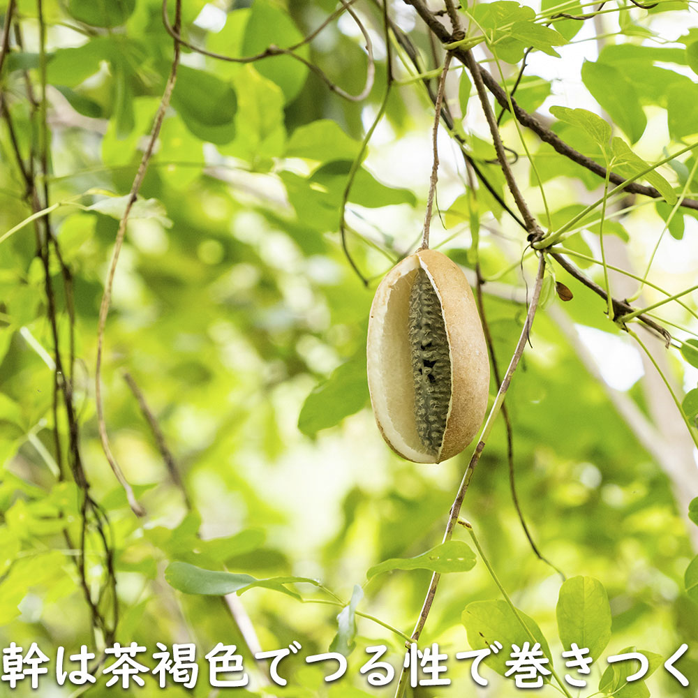 アケビ (品種指定不可) 9cmポット 苗 関連画像4
