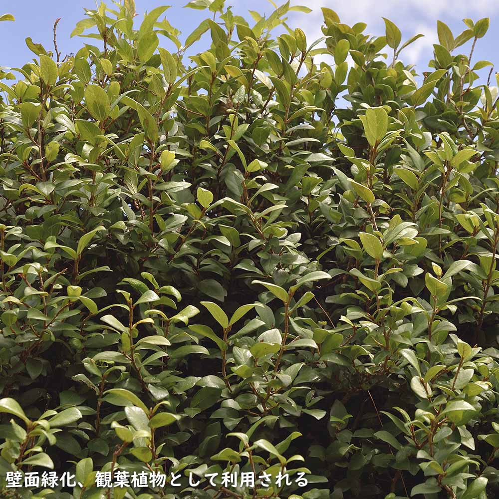 オオイタビ 9.0cmポット 苗 |  | 11
