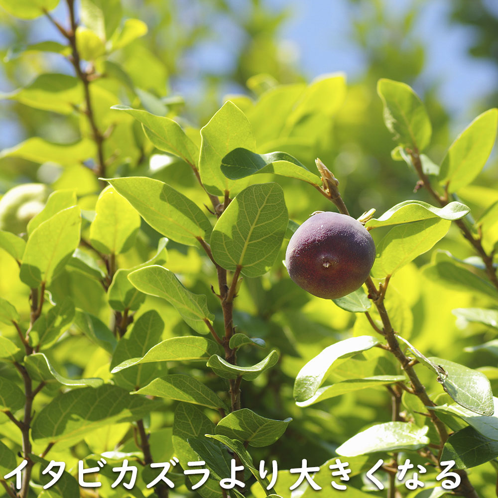 オオイタビ 9.0cmポット 苗 |  | 13