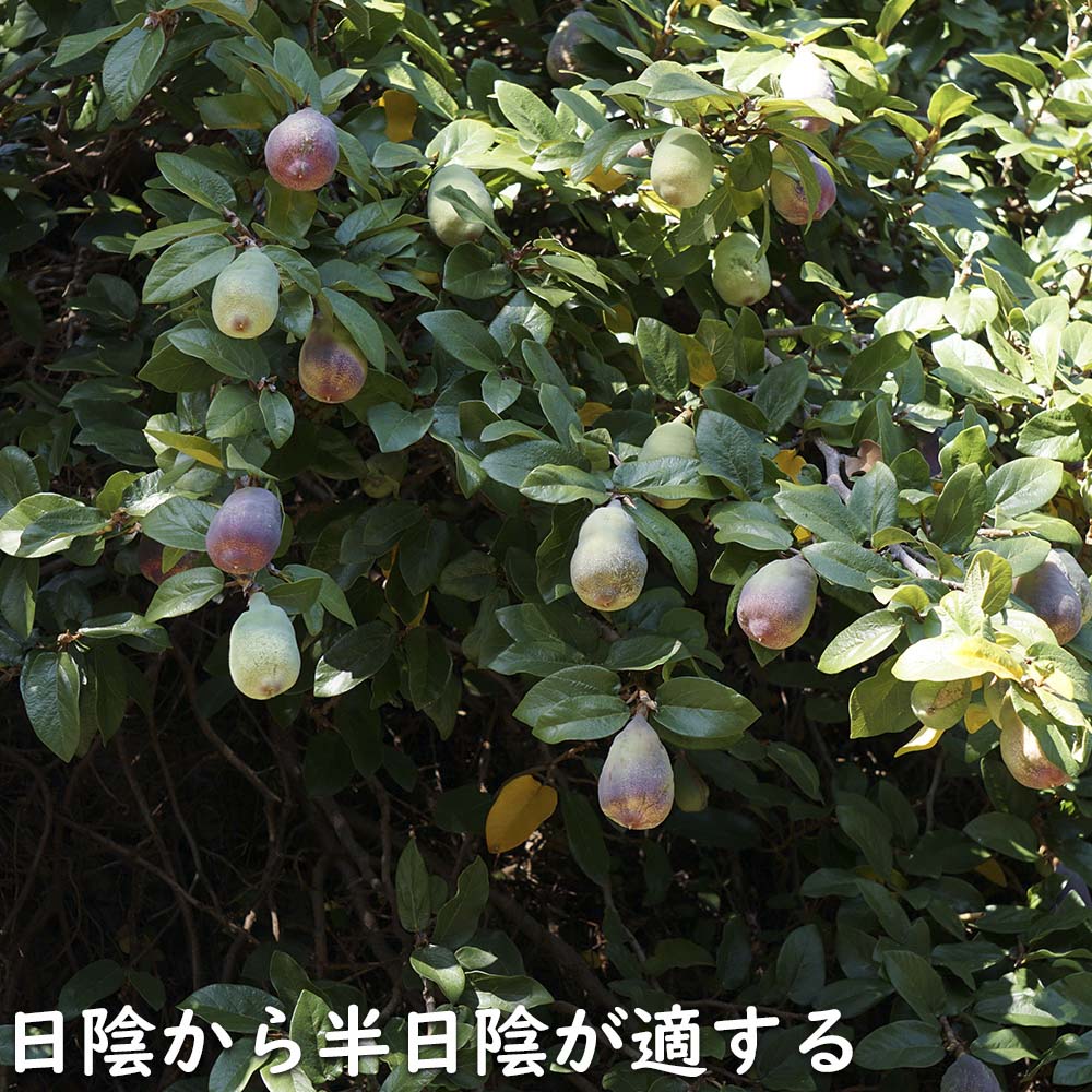オオイタビ 9.0cmポット 苗 |  | 18