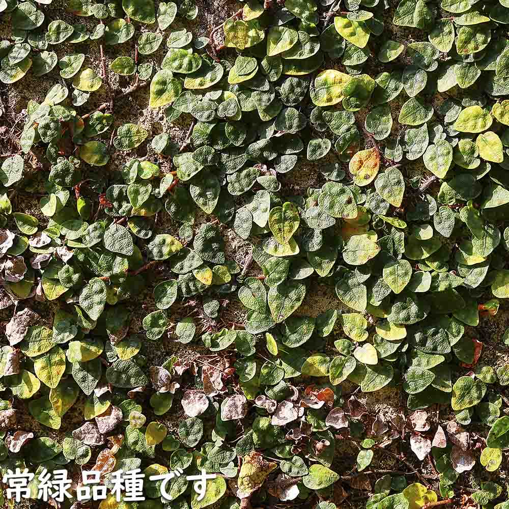 オオイタビ 9.0cmポット 苗 |  | 19