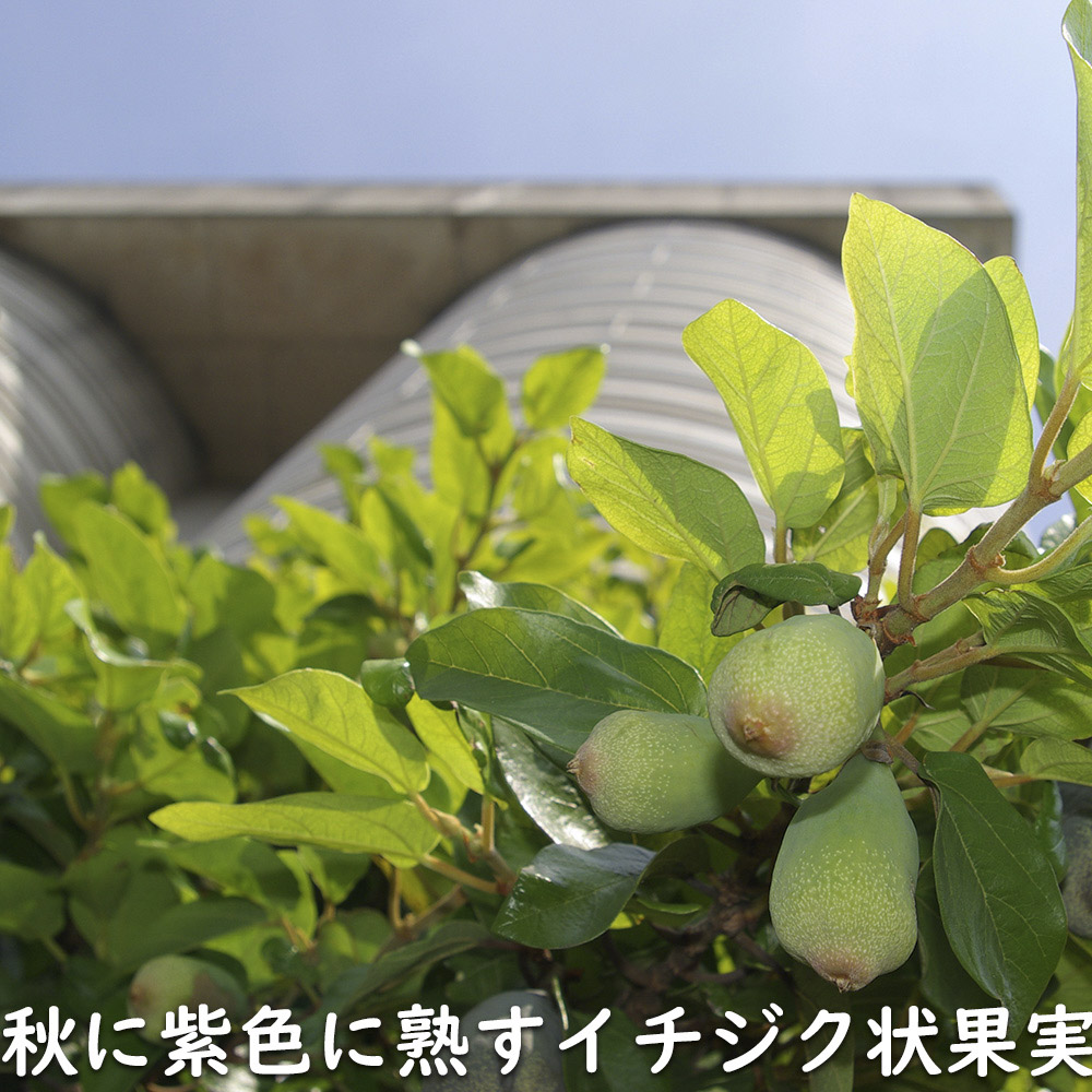 オオイタビ 9.0cmポット 苗 |  | 06
