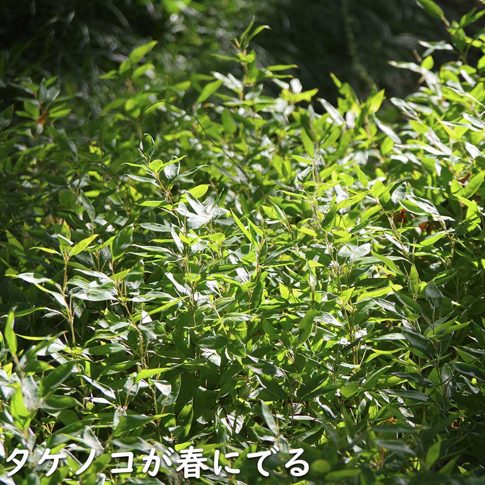 オカメザサ 10.5cmポット 苗｜green-netbox｜14
