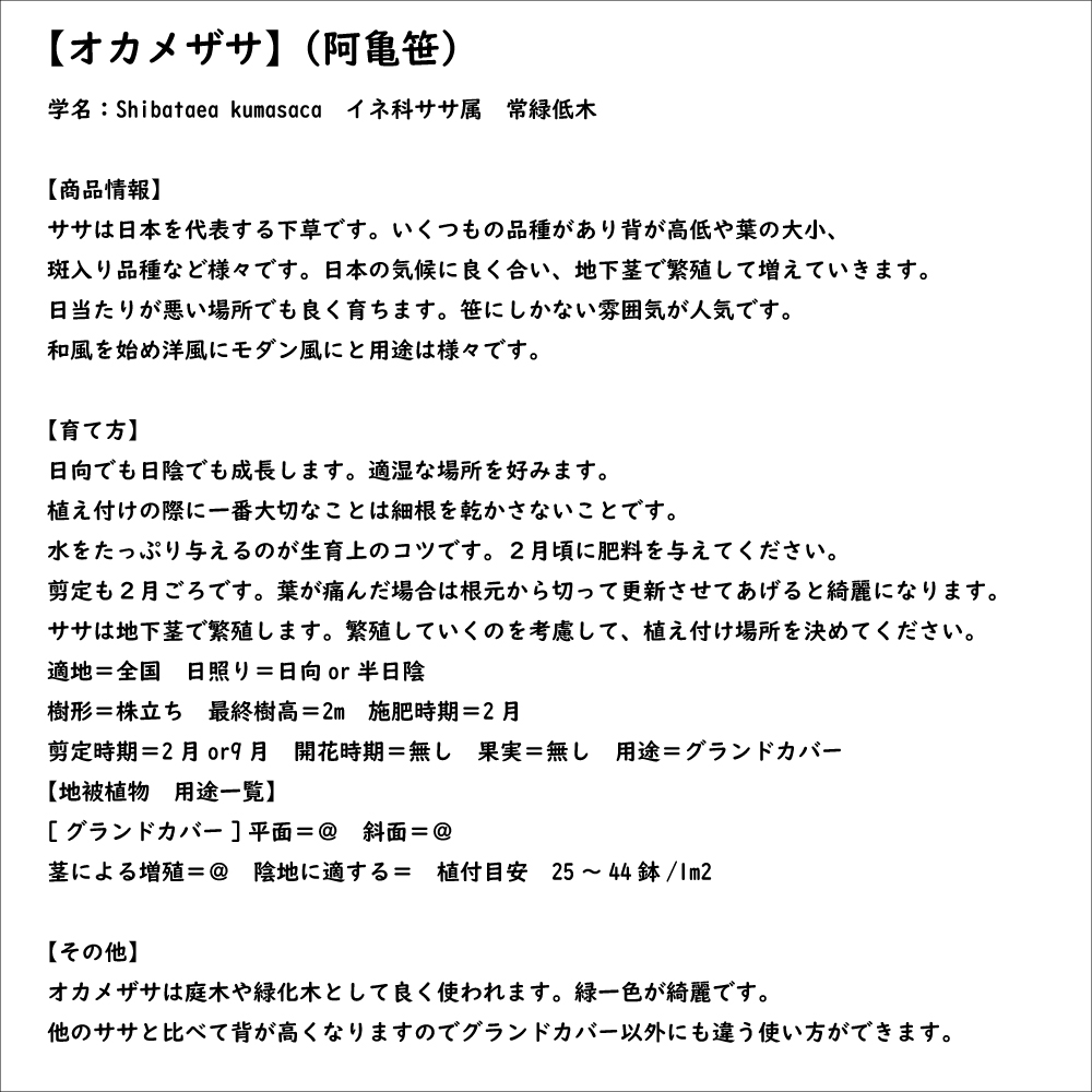 オカメザサ 10.5cmポット 苗｜green-netbox｜08