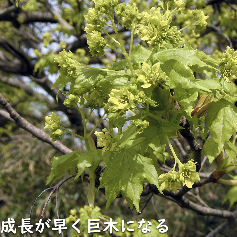 イタヤカエデ 単木 2.5m 露地 苗木｜green-netbox｜15