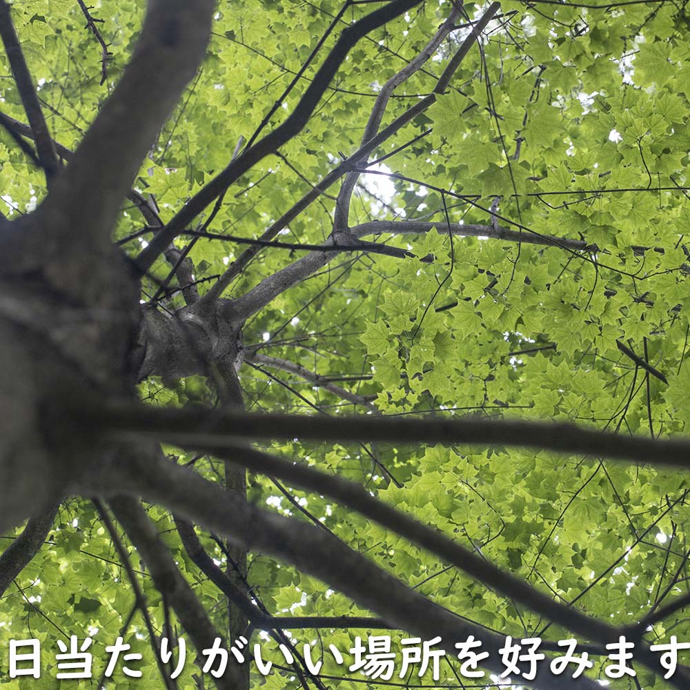 イタヤカエデ 単木 2m 露地 苗木 : トオヤマグリーン - 通販 - Yahoo