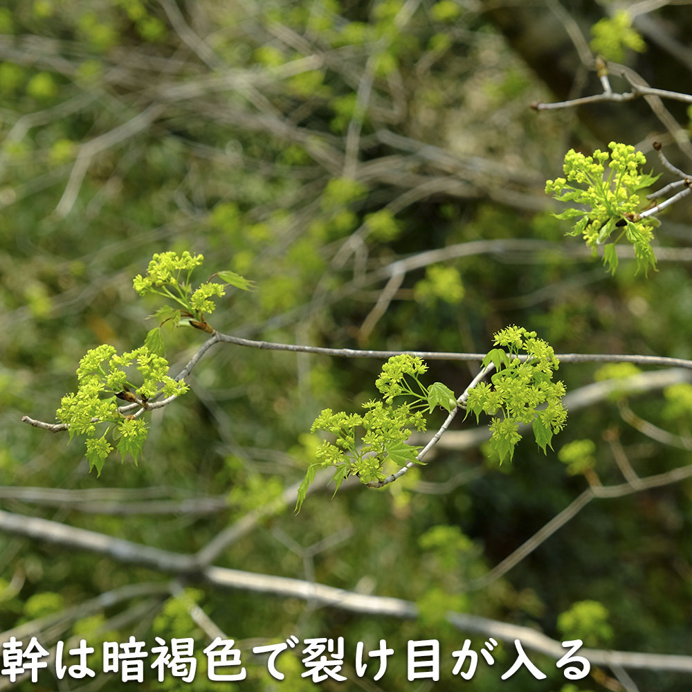 イタヤカエデ 単木 2.5m 露地 苗木｜green-netbox｜05