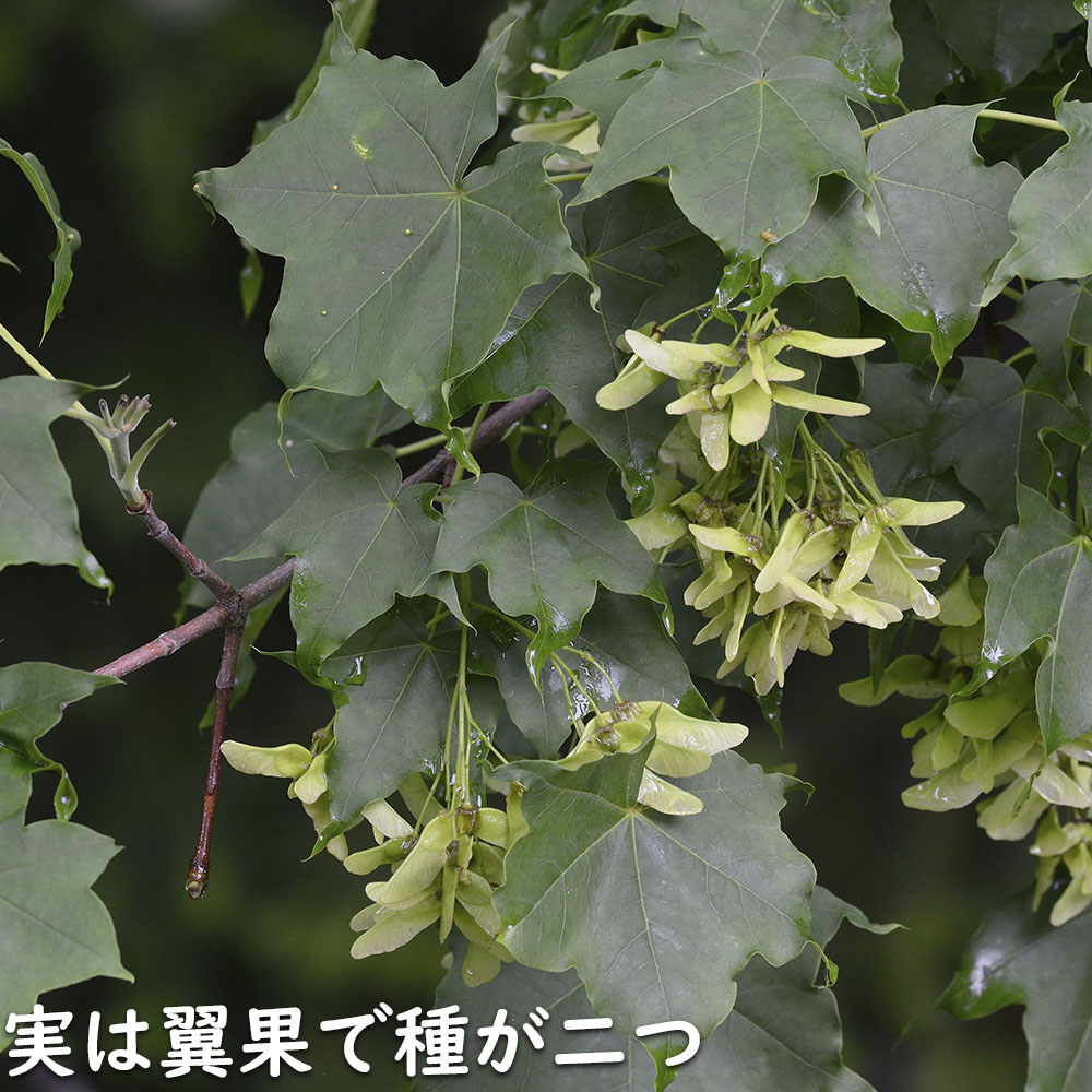 イタヤカエデ 単木 2.5m 露地 苗木｜green-netbox｜07