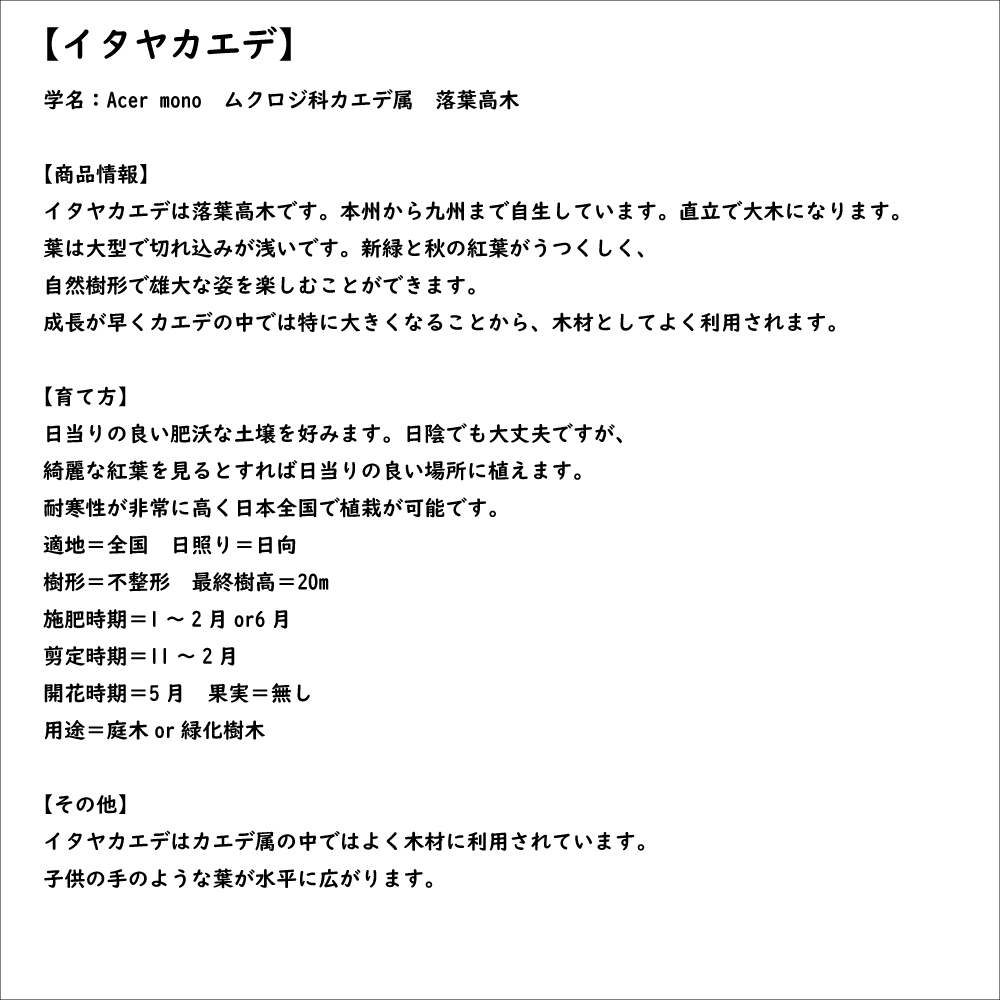イタヤカエデ 単木 2m 露地 苗木の画像