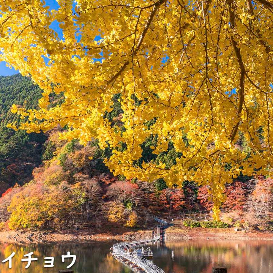 イチョウ 1.5m 18cmポット 4本×2 苗木 イチョウ 1.5m 18cmポット 4本×2 苗木