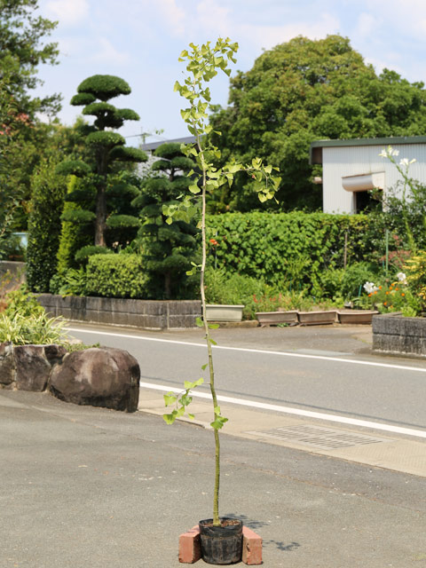 イチョウ 1.5m 18cmポット 4本×2 苗木(20196円)