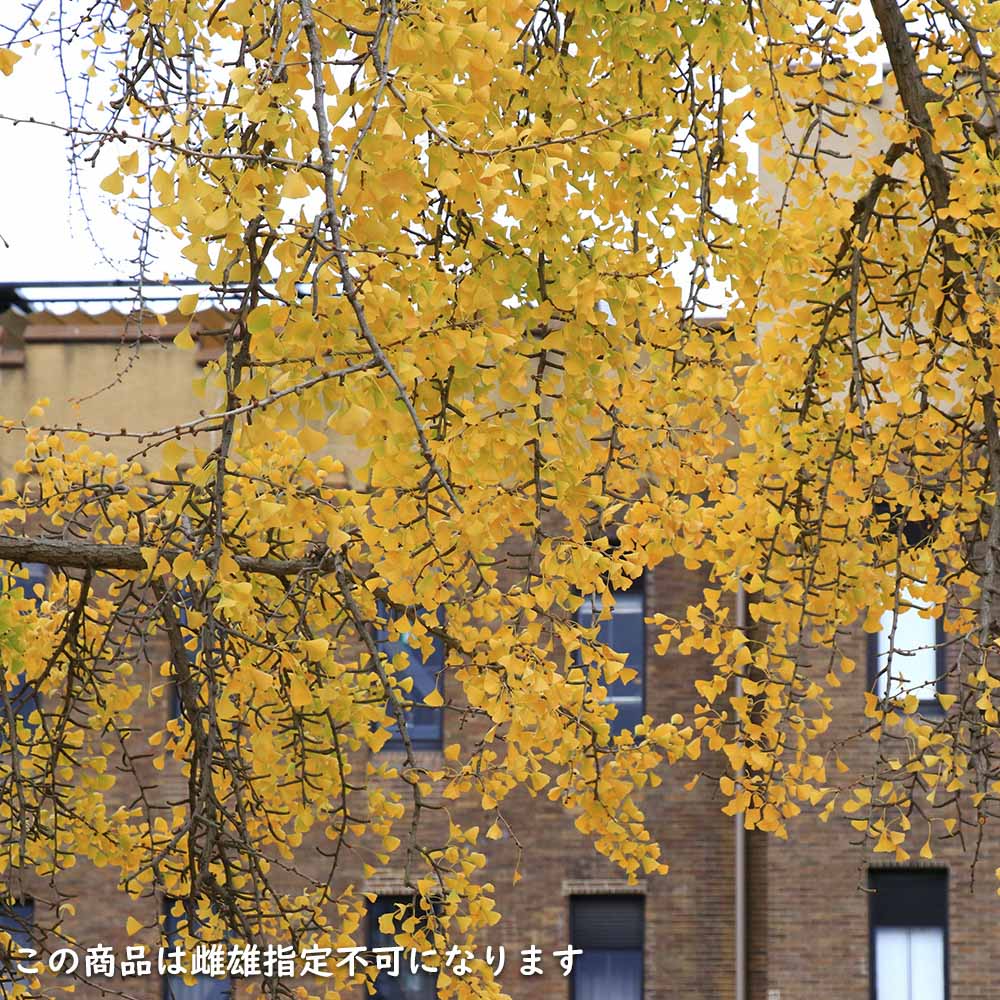 イチョウ 1.5m 18cmポット 4本×2 苗木 イチョウ 1.5m 18cmポット 4本×2 苗木
