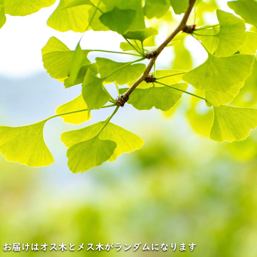 イチョウ 1.5m 18cmポット 4本×2 苗木 イチョウ 1.5m 18cmポット 4本×2 苗木