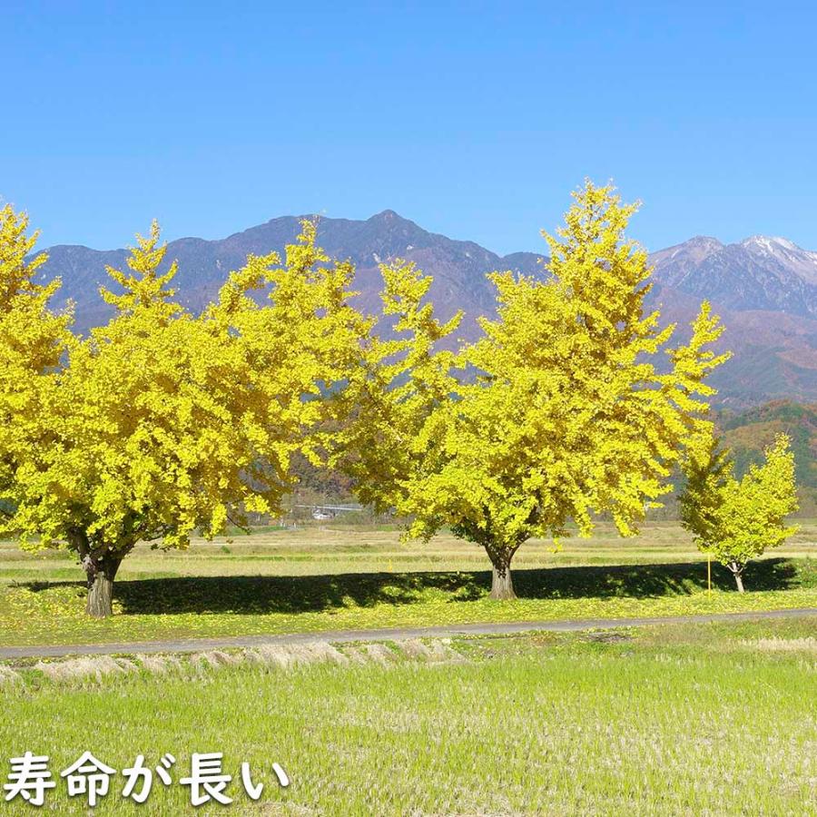 イチョウ 1.5m 18cmポット 4本×2 苗木 イチョウ 1.5m 18cmポット 4本×2 苗木