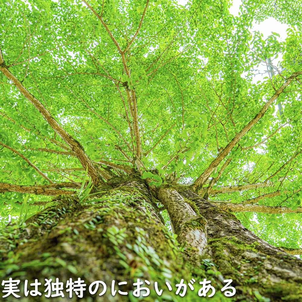 イチョウ 1.5m 18cmポット 4本×2 苗木 イチョウ 1.5m 18cmポット 4本×2 苗木