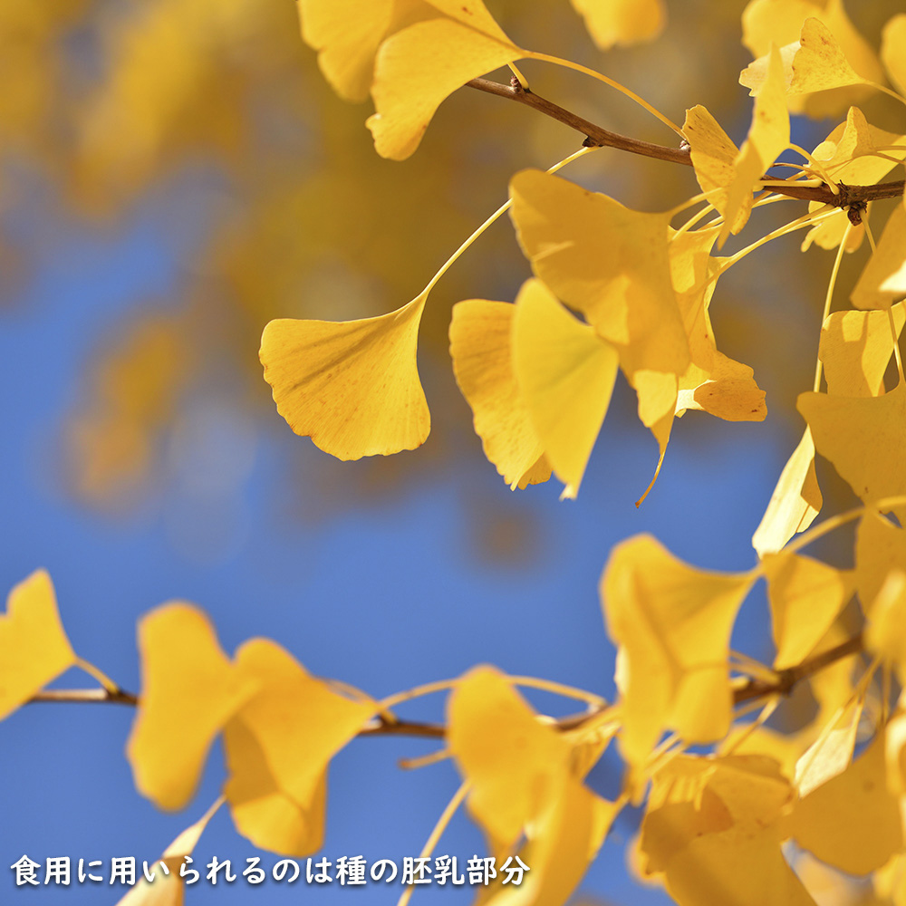 イチョウ 1.5m 18cmポット 4本×2 苗木 イチョウ 1.5m 18cmポット 4本×2 苗木