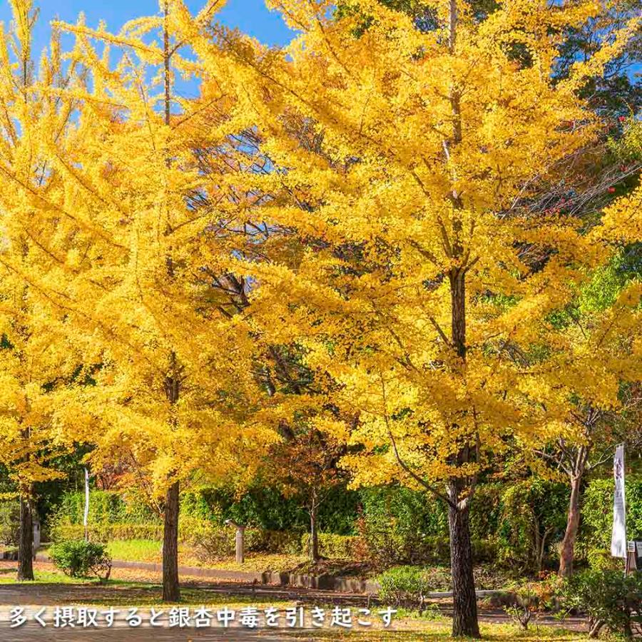 イチョウ 1.5m 18cmポット 4本×2 苗木 イチョウ 1.5m 18cmポット 4本×2 苗木