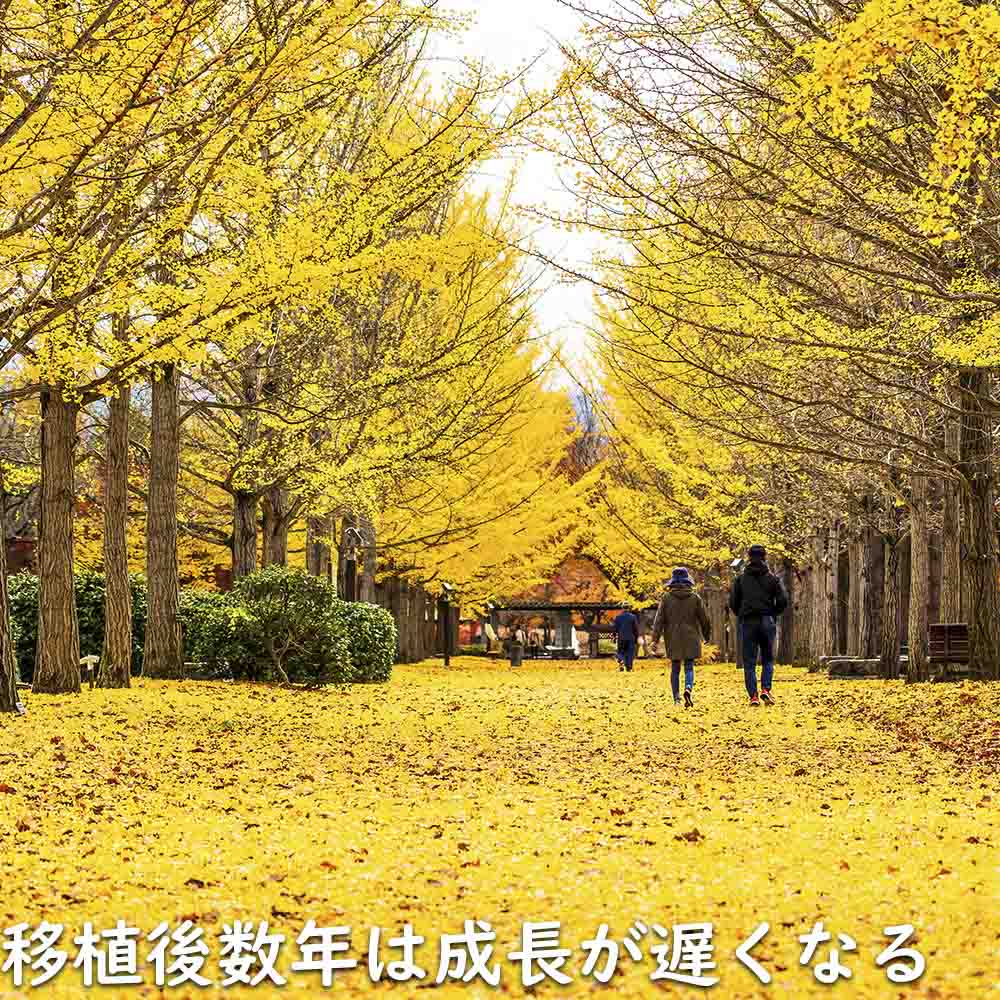 イチョウ 1.5m 18cmポット 4本×2 苗木 イチョウ 1.5m 18cmポット 4本×2 苗木