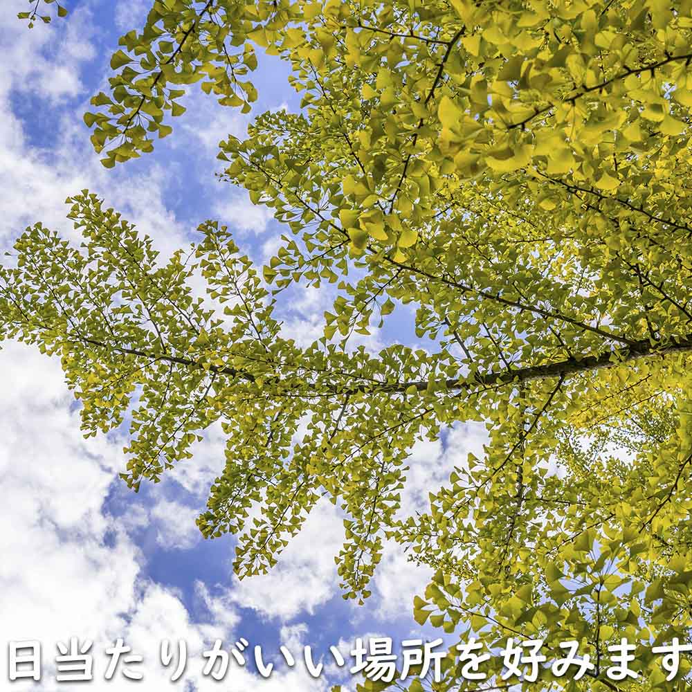 イチョウ 1.5m 18cmポット 4本×2 苗木 イチョウ 1.5m 18cmポット 4本×2 苗木