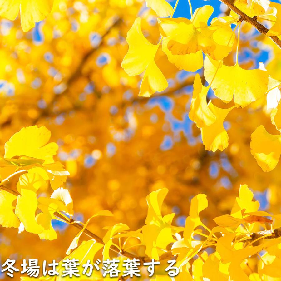 イチョウ 1.5m 18cmポット 4本×2 苗木 イチョウ 1.5m 18cmポット 4本×2 苗木