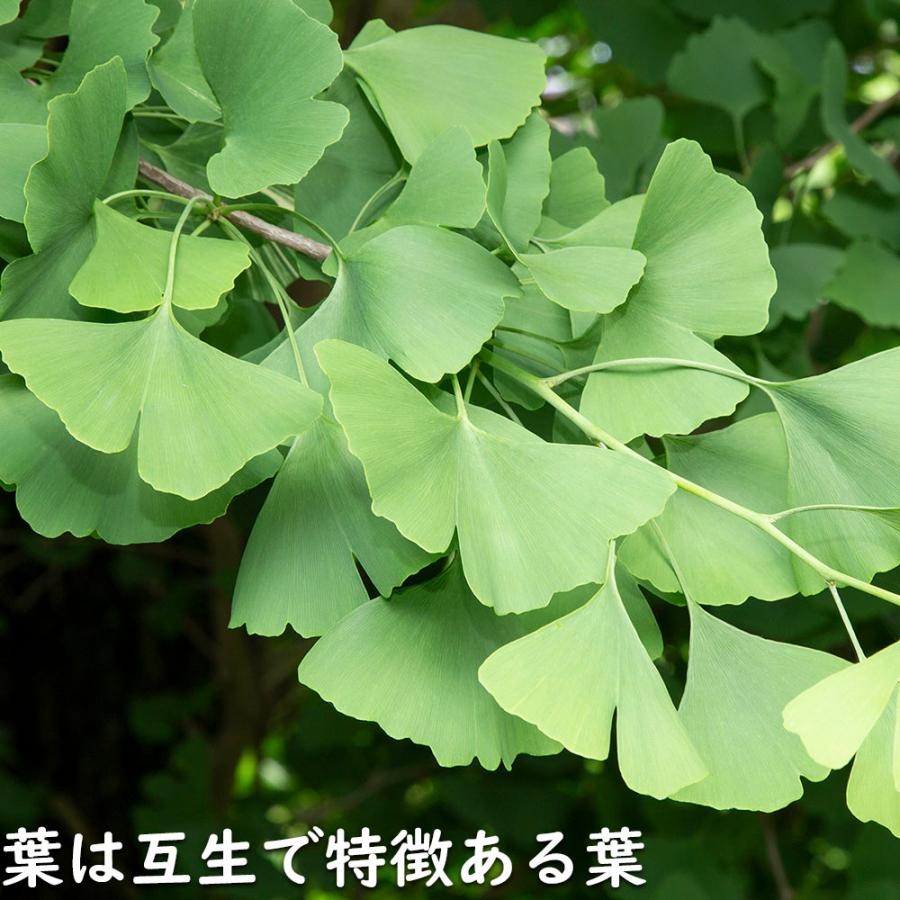 イチョウ 1.5m 18cmポット 4本×2 苗木 イチョウ 1.5m 18cmポット 4本×2 苗木