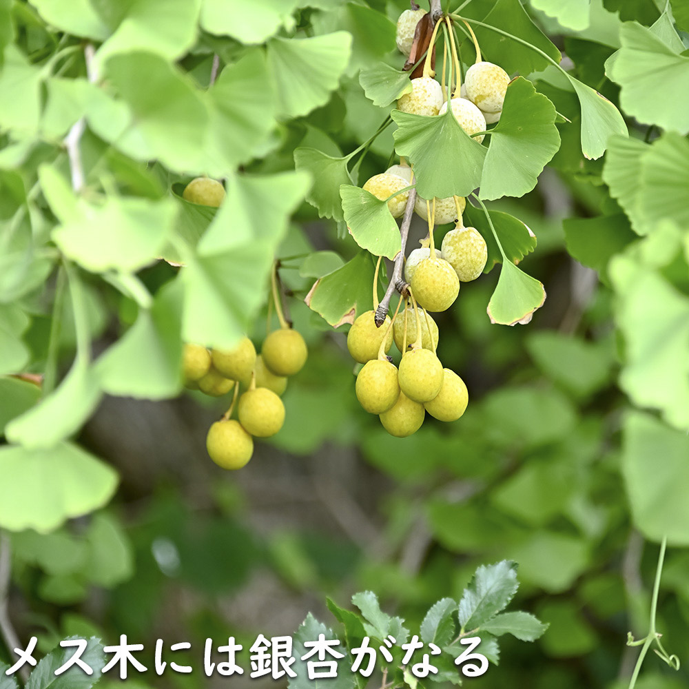 イチョウ 2.5m 露地 苗木 : トオヤマグリーン - 通販 - Yahoo