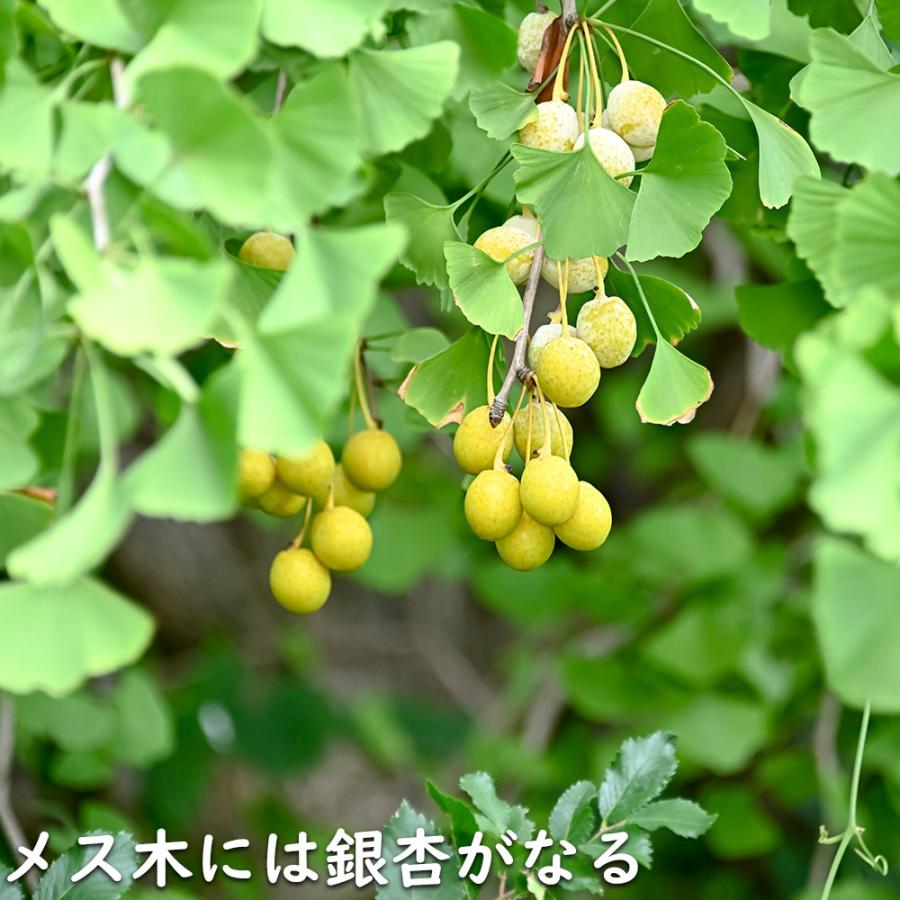 イチョウ 1.5m 18cmポット 4本×2 苗木 イチョウ 1.5m 18cmポット 4本×2 苗木