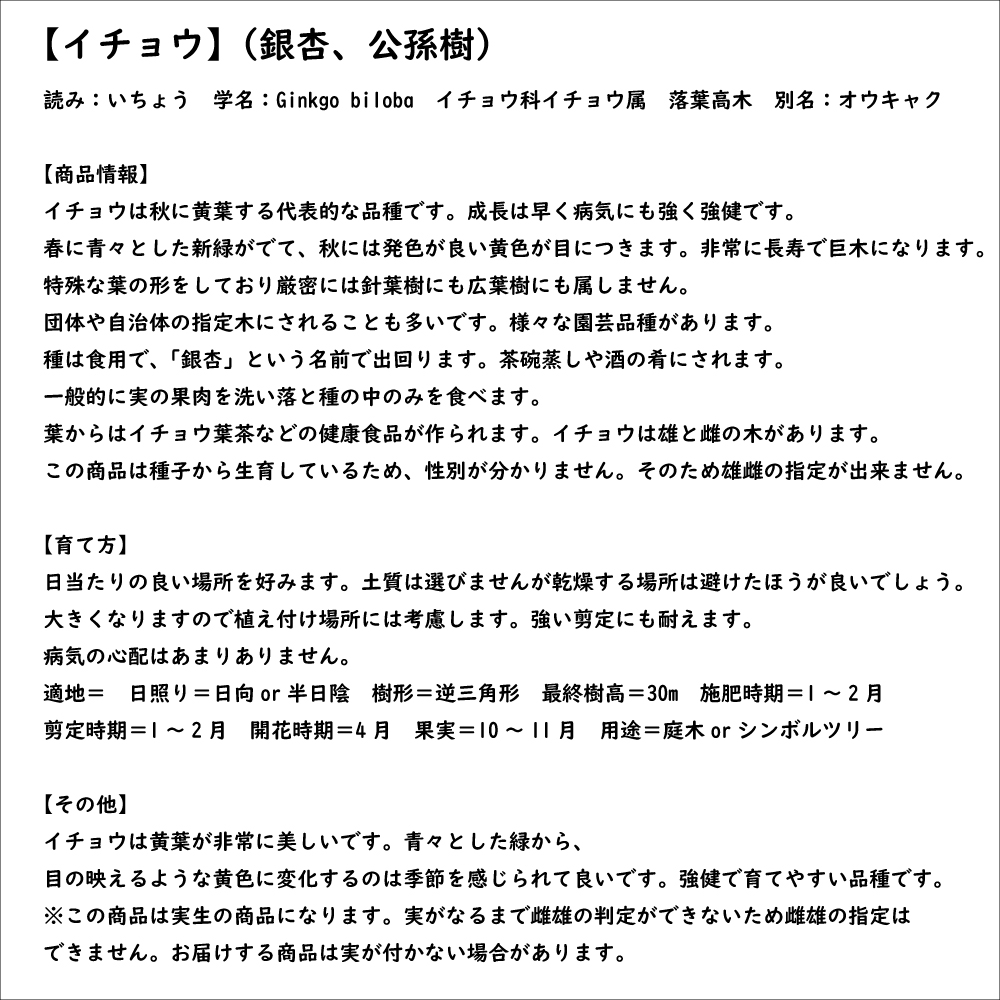 イチョウ 1.5m 18cmポット 4本×2 苗木 イチョウ 商品情報 銀杏