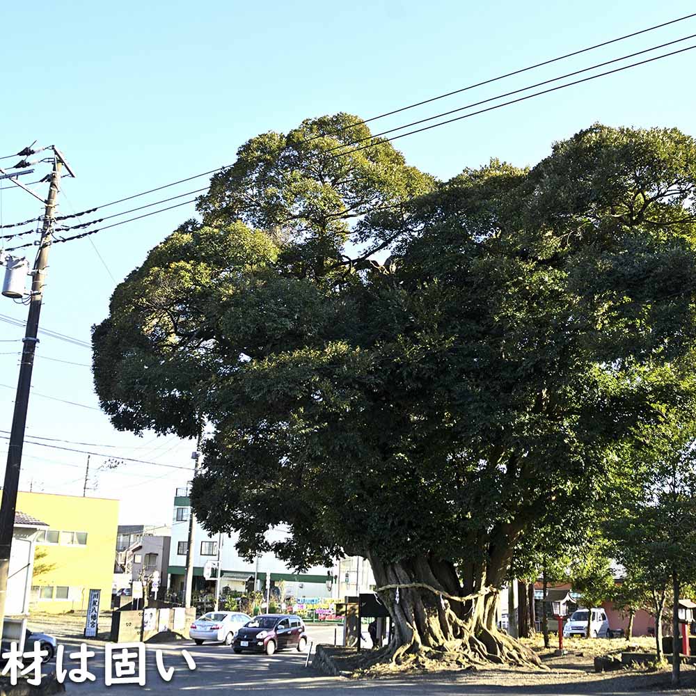 ウラジロガシ 株立ち 2m 露地 苗木 : 105370 : トオヤマグリーン - 通販 - Yahoo!ショッピング