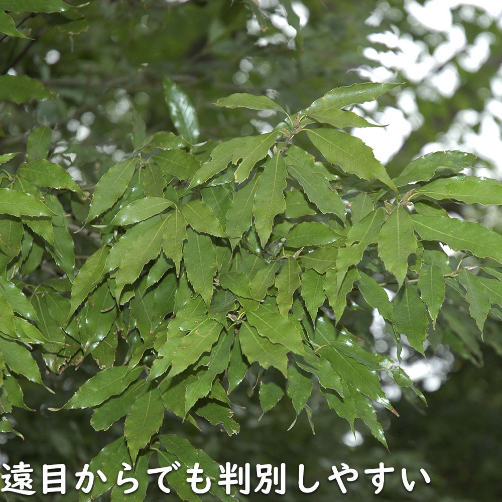 ウラジロガシ 株立ち 2.5m 露地 苗木 : 105375 : トオヤマグリーン