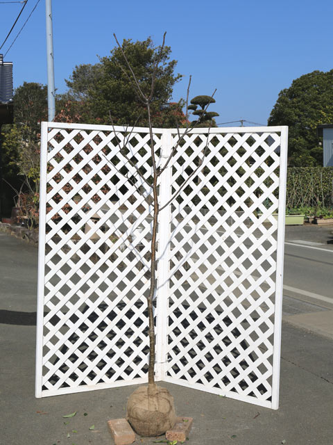 エンジュ 単木 2.3m 露地 2本 苗木(26928円)