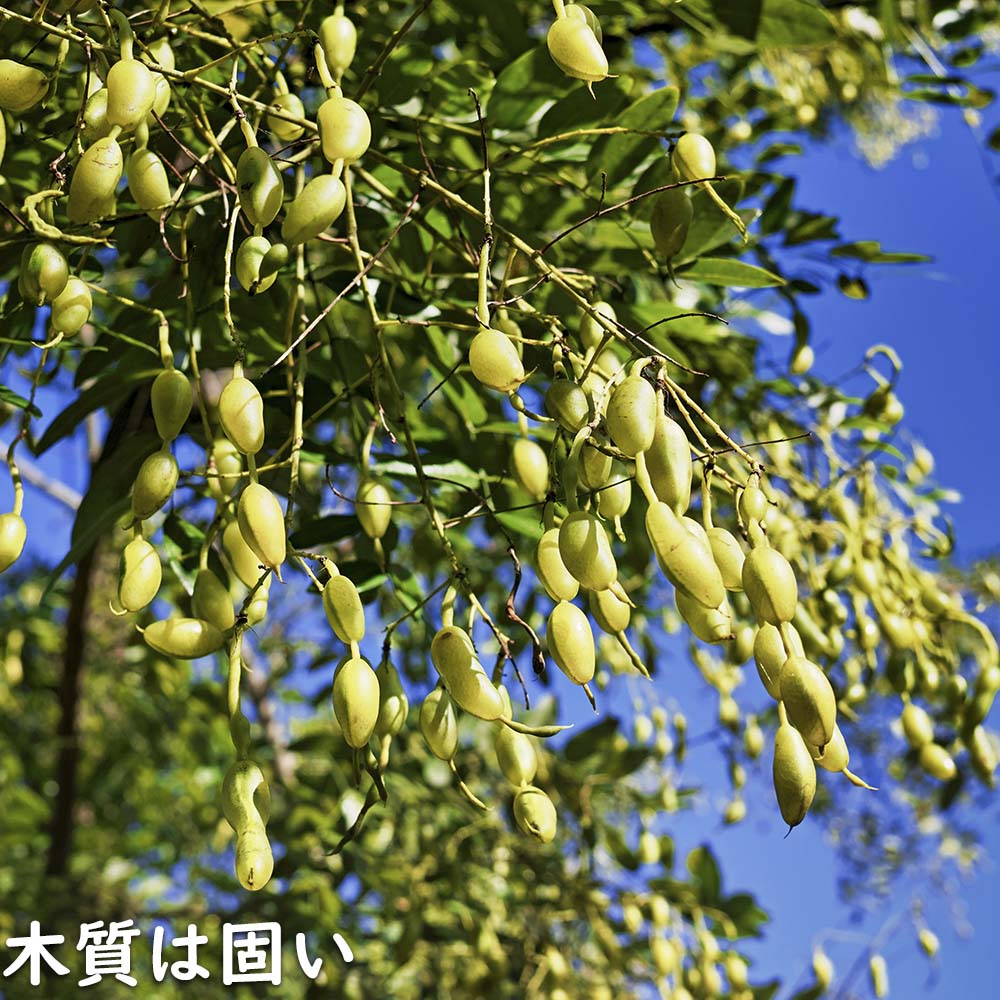 【中古】 小さな自信の芽を大きな木に育てる６０の方法 「幸せ能力」を鍛えるエクササイズ・ブック/リック/リンダ・フィールド 日本教文社 -ショッピングサイト-