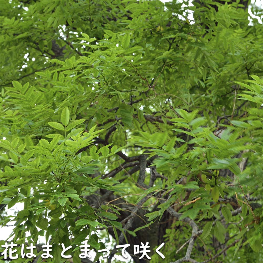 エンジュ 0.3m 10.5cmポット 苗 : トオヤマグリーン - 通販